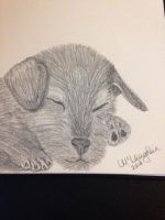 Sleepy Puppy